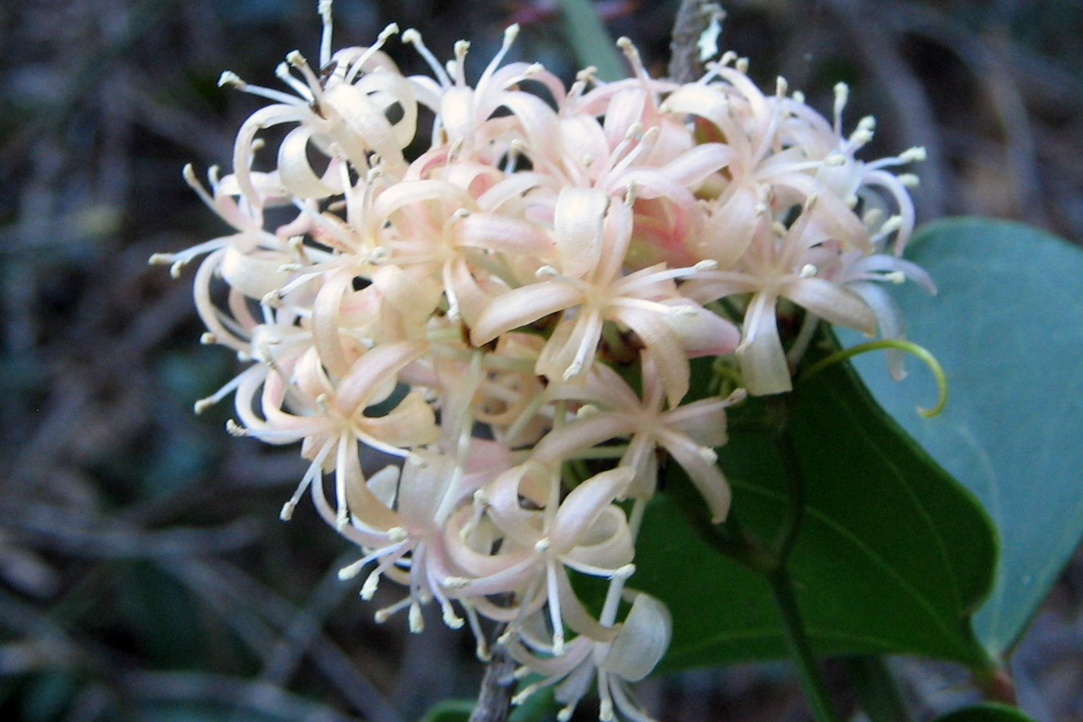 Smilax aspera